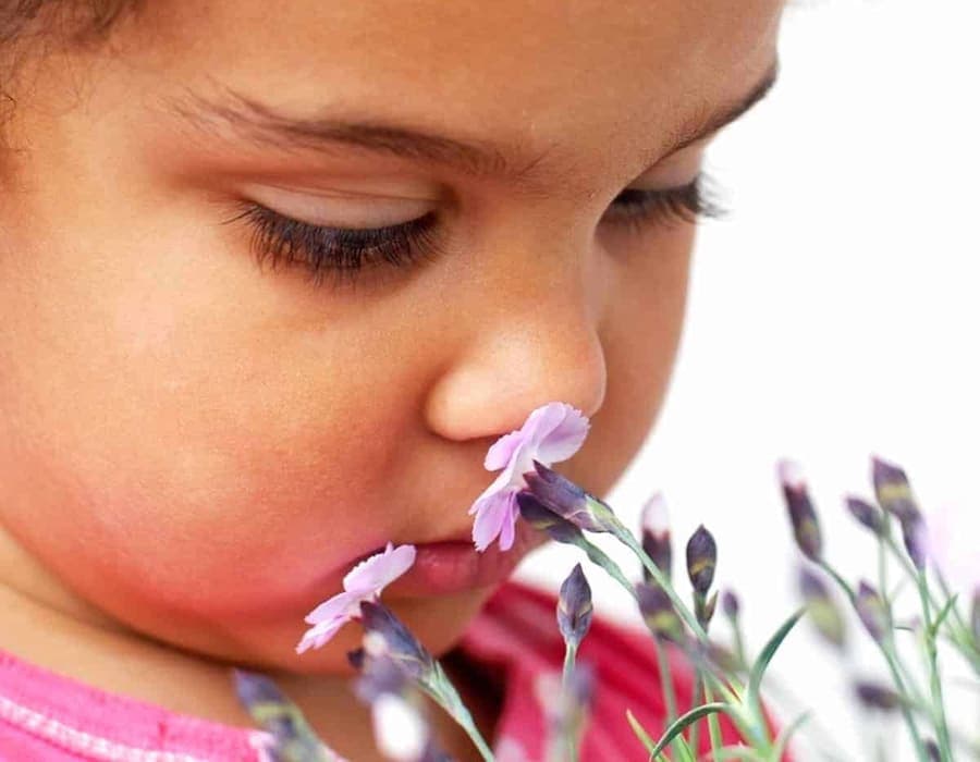 Olfactory sensory pillar